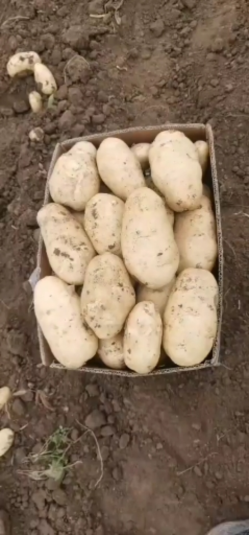 代办山东青岛区域菏兰土豆十五系列！品种多个！量大价依！