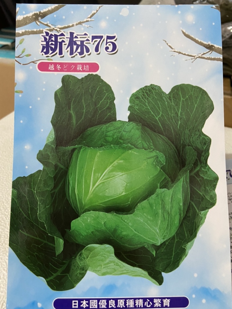 新标75，雪地越冬甘蓝种子，种子大量有货