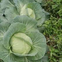 正宗利川高山蔬菜品质好