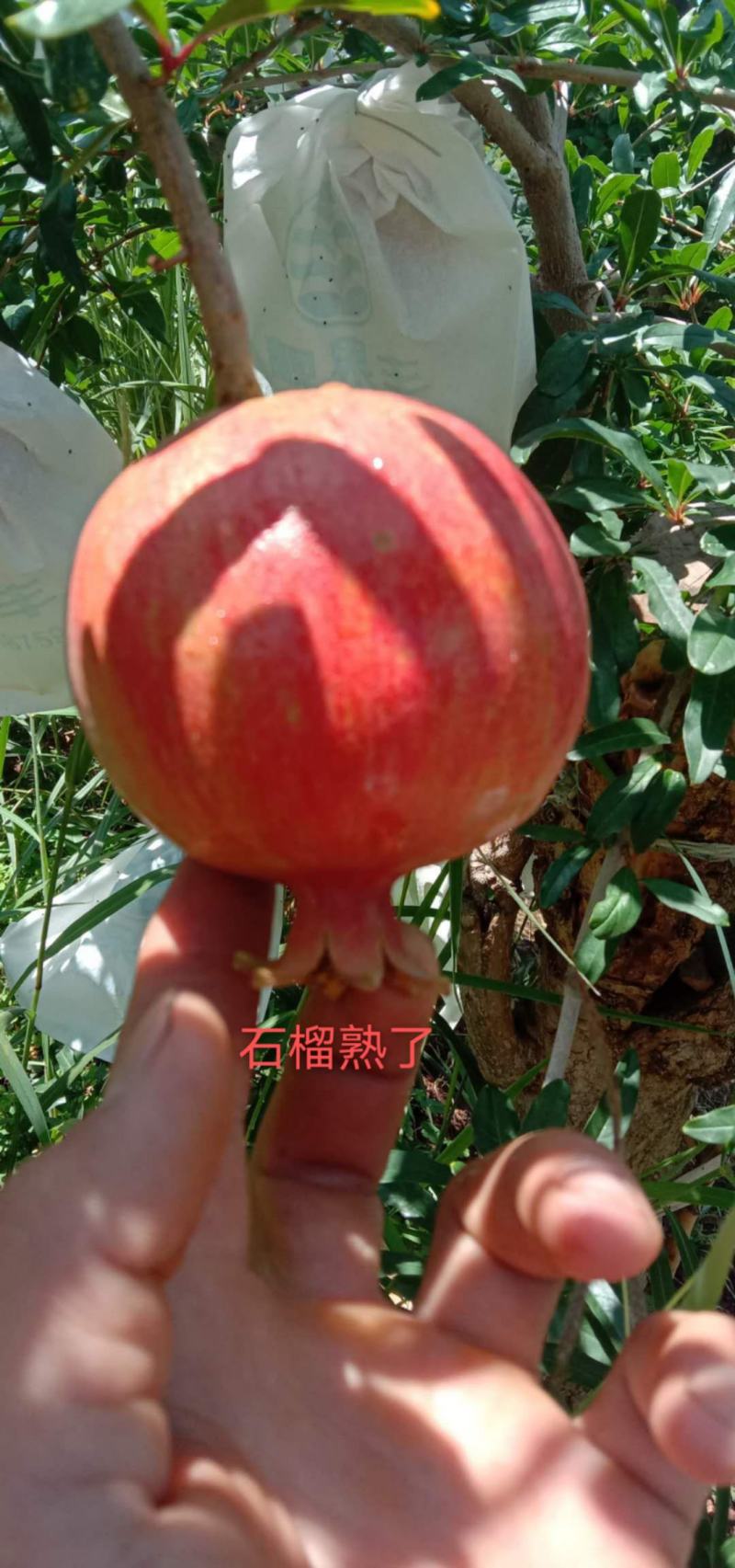 大凉山会理软籽石榴家庭装，好吃，二级轻微花麻果，基地直发