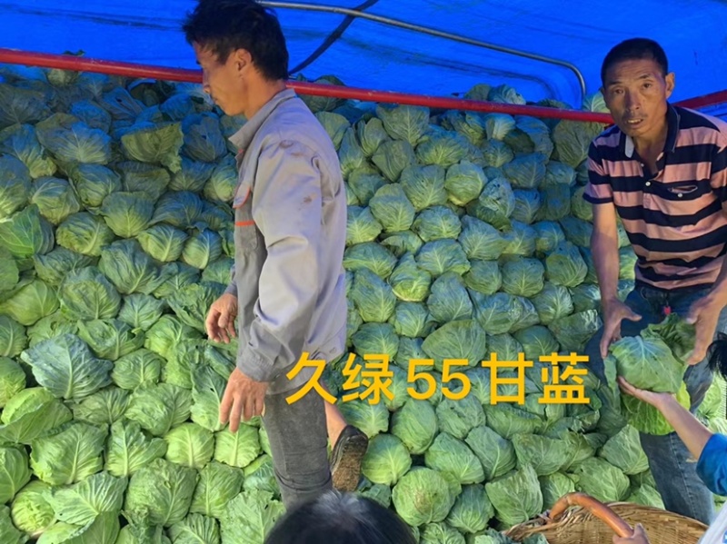 久绿55～春秋甘蓝种子