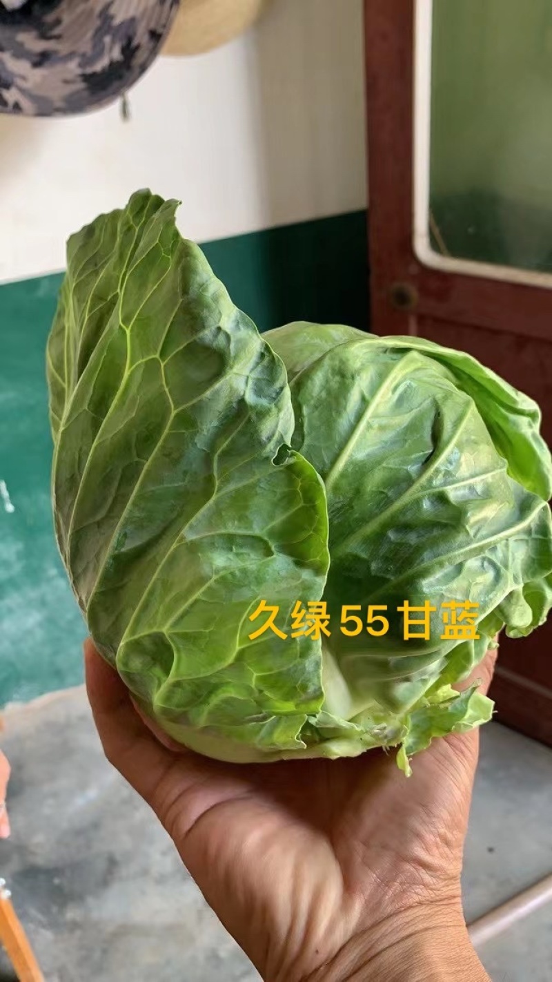 久绿55～春秋甘蓝种子