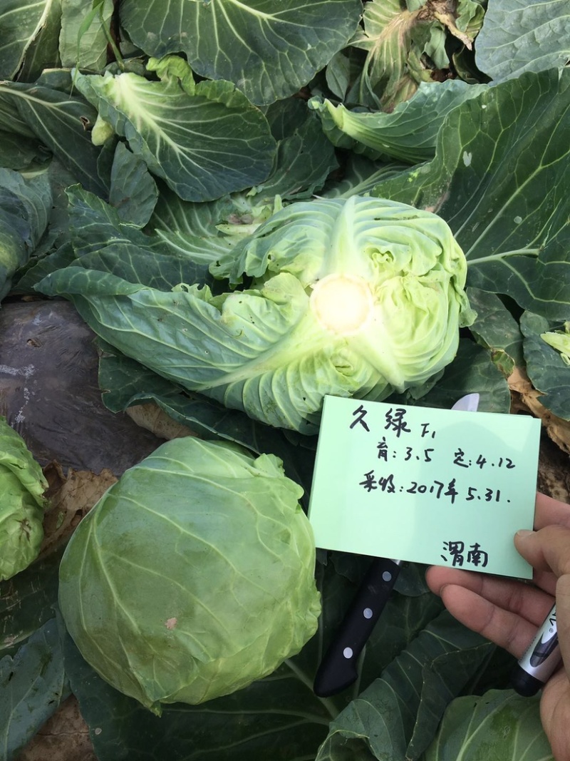 久绿55～春秋甘蓝种子