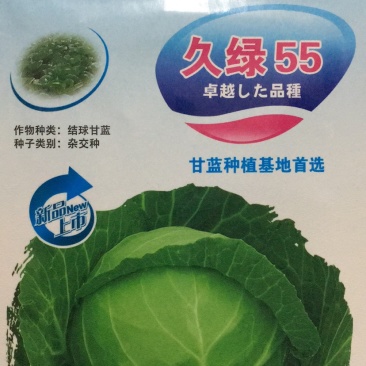 久绿55～春秋甘蓝种子