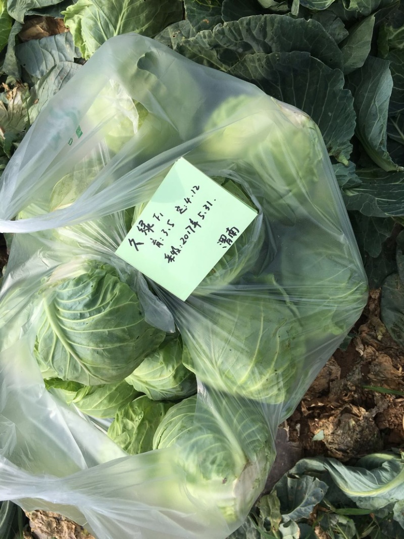 久绿55～春秋甘蓝种子