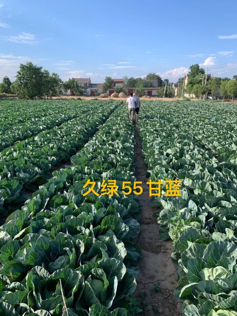 久绿55～春秋甘蓝种子