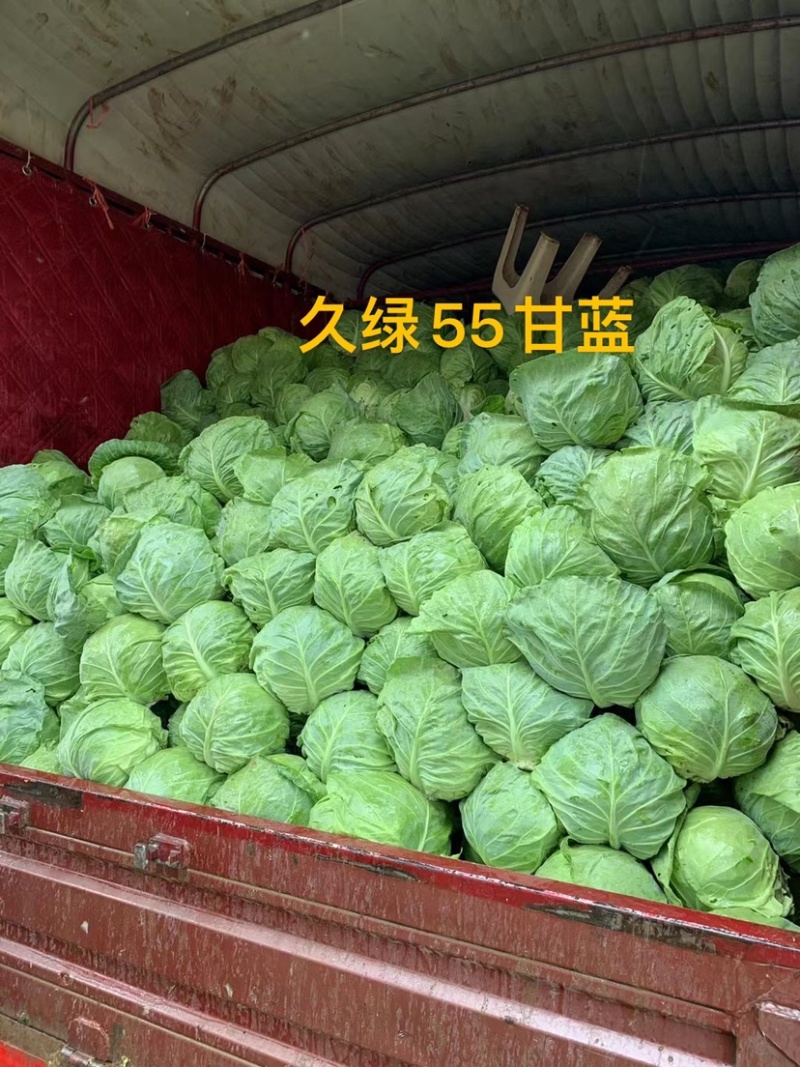 久绿55～春秋甘蓝种子