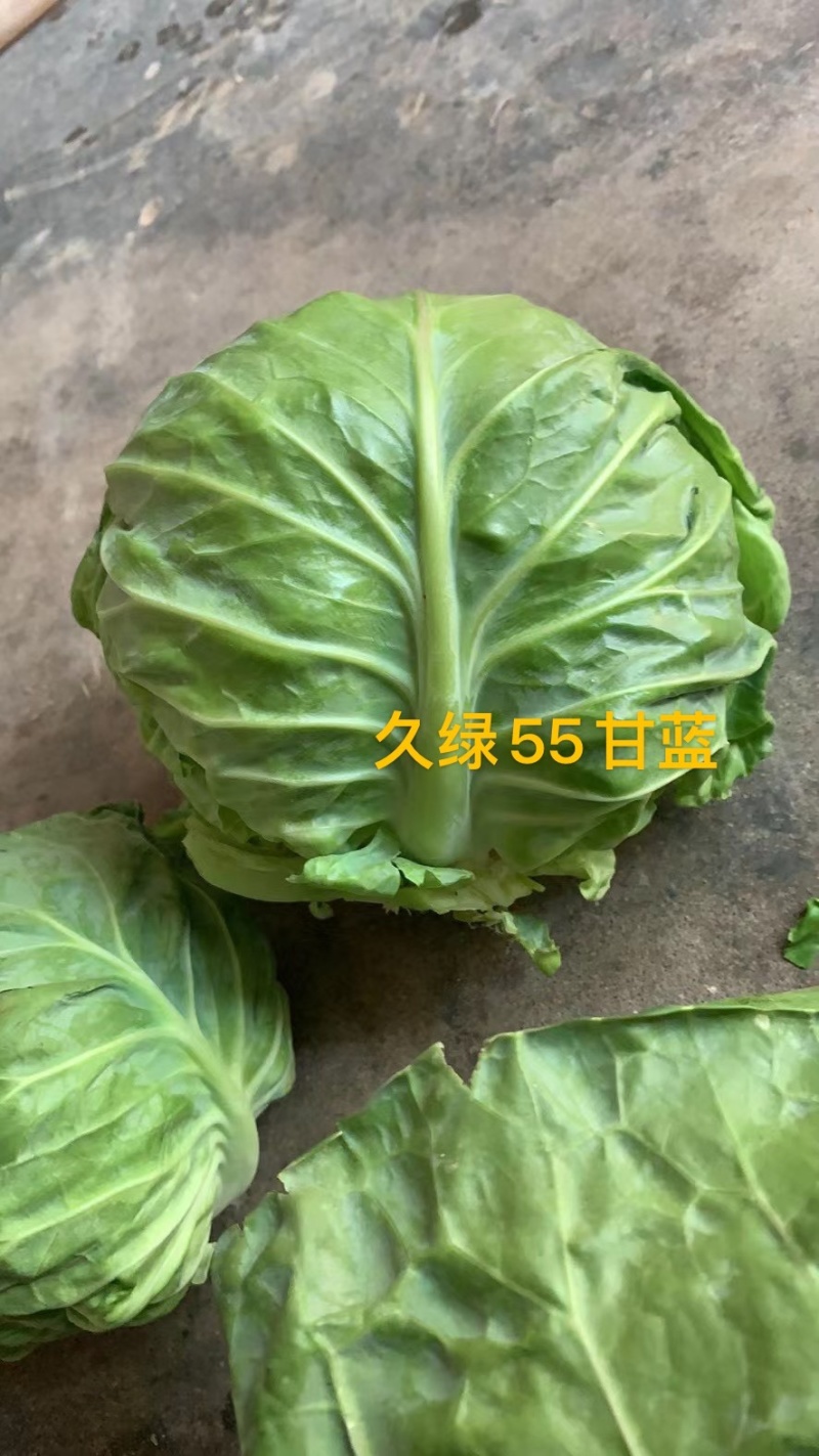 久绿55～春秋甘蓝种子