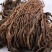 浙江宁波特产雪里蕻梅干菜整颗脱水梅干菜扣肉锅盔的不二选择