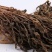 浙江宁波特产雪里蕻梅干菜整颗脱水梅干菜扣肉锅盔的不二选择