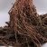 浙江宁波特产雪里蕻梅干菜整颗脱水梅干菜扣肉锅盔的不二选择