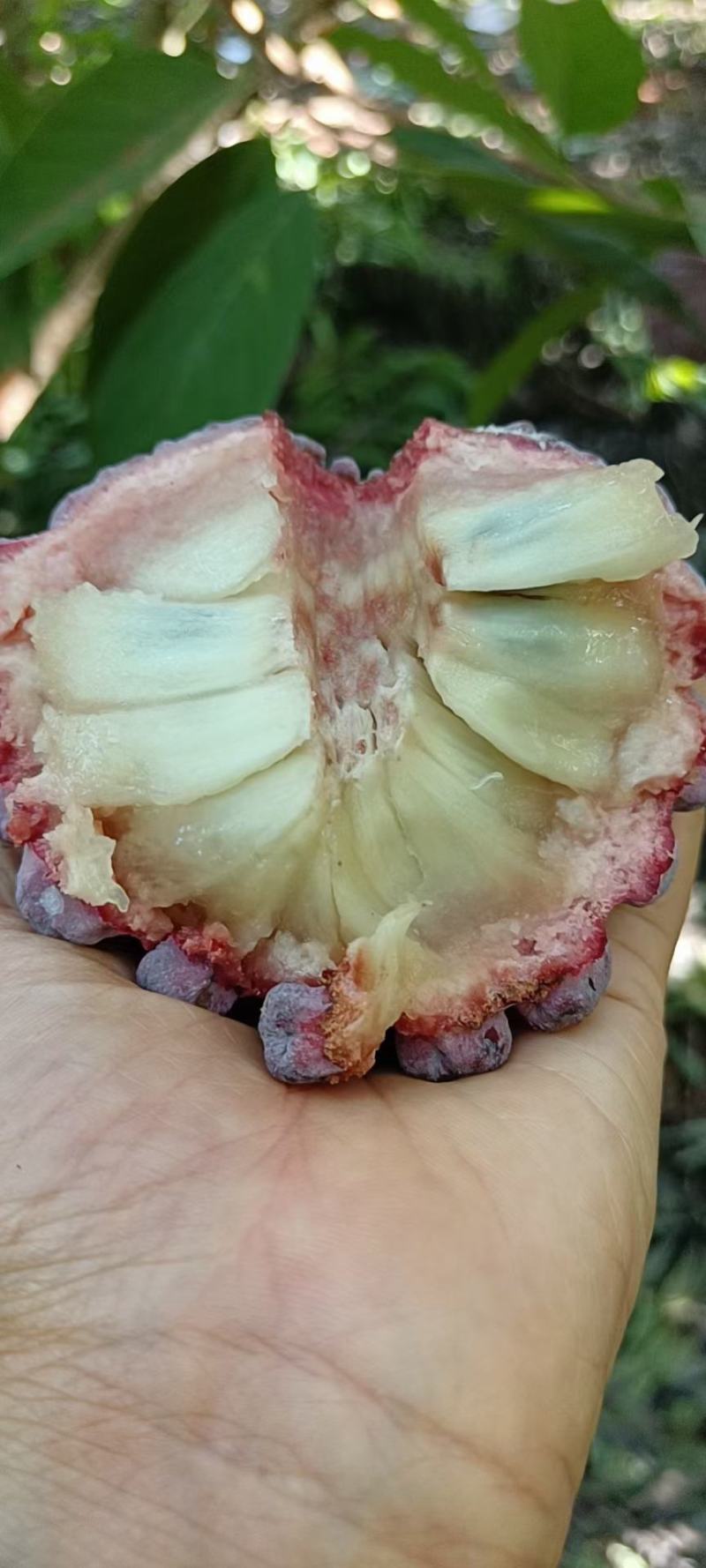 释迦果