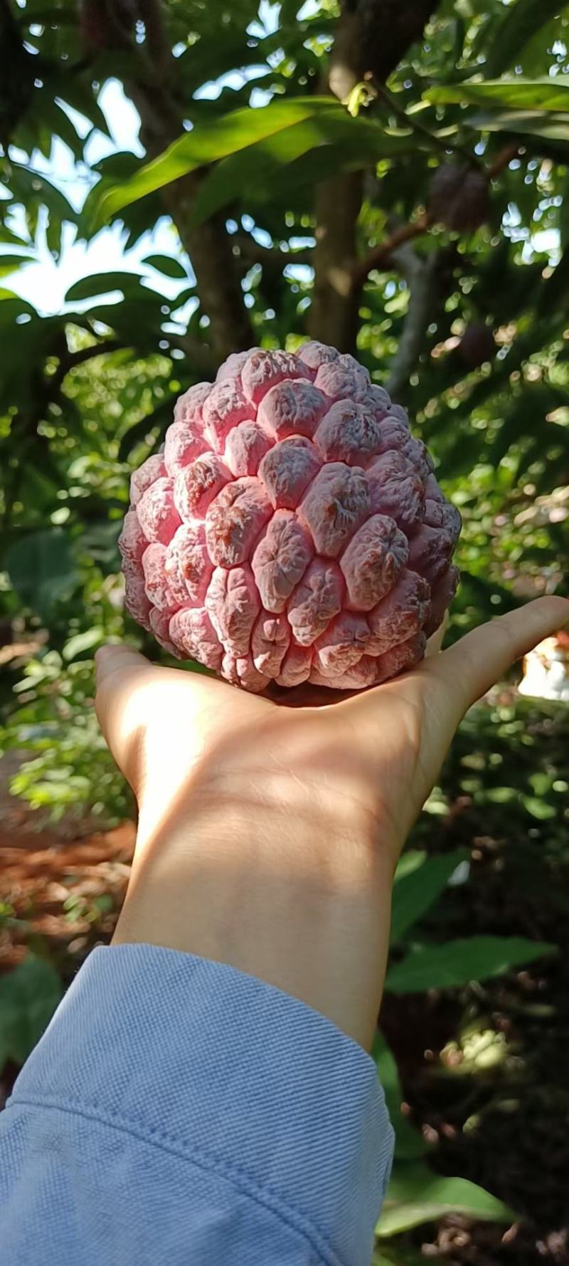 释迦果