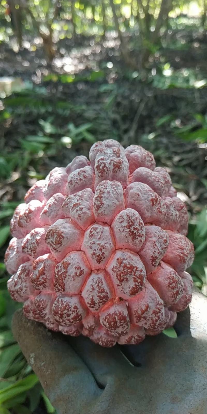 释迦果