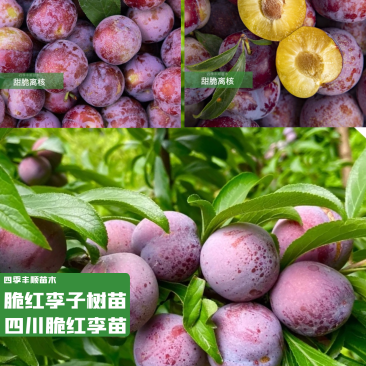 【原产地供应】脆红李子苗/脆红李子树苗/基地现挖技术指导