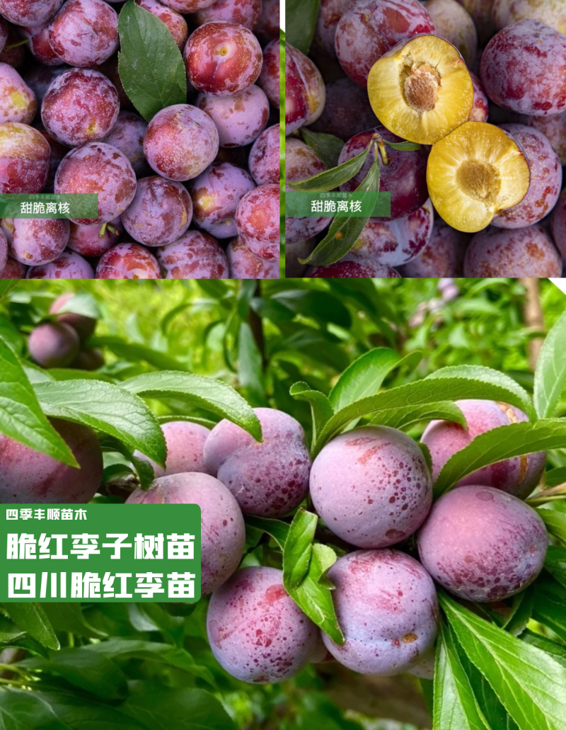 【原产地供应】脆红李子苗/脆红李子树苗/基地现挖技术指导