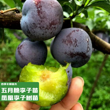【原产地大果型】凤凰李苗/五月脆李子苗/早熟李树苗现挖苗