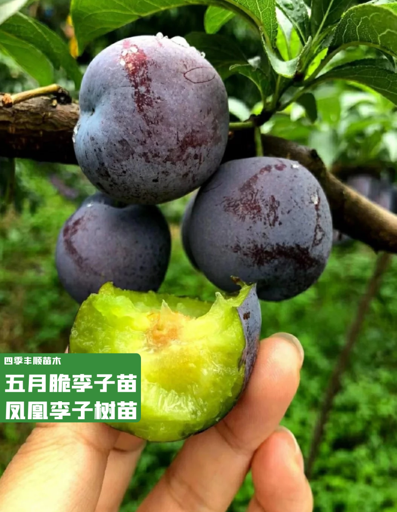 【原产地大果型】凤凰李苗/五月脆李子苗/早熟李树苗现挖苗