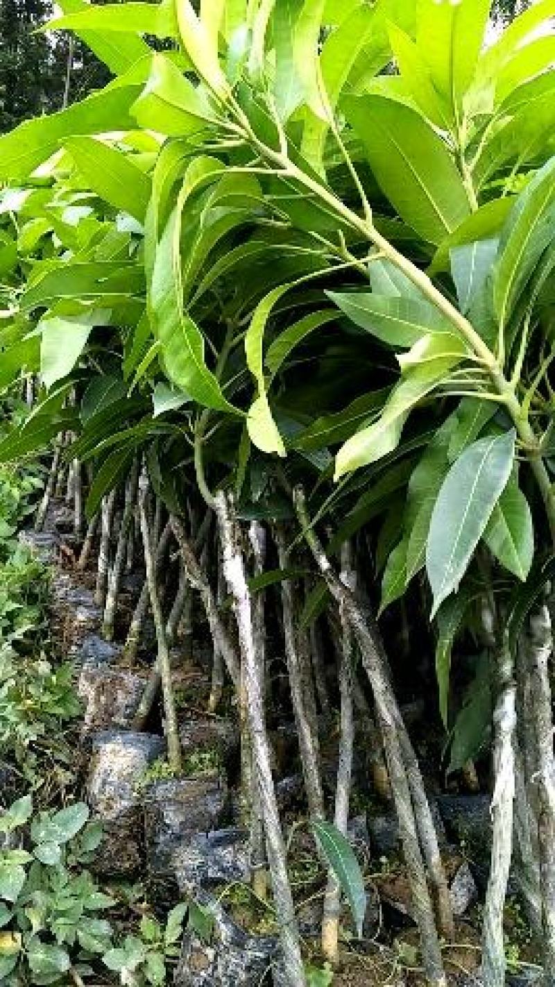 金煌芒(大青芒生吃芒)杯苗地径1公分起高1m以下，