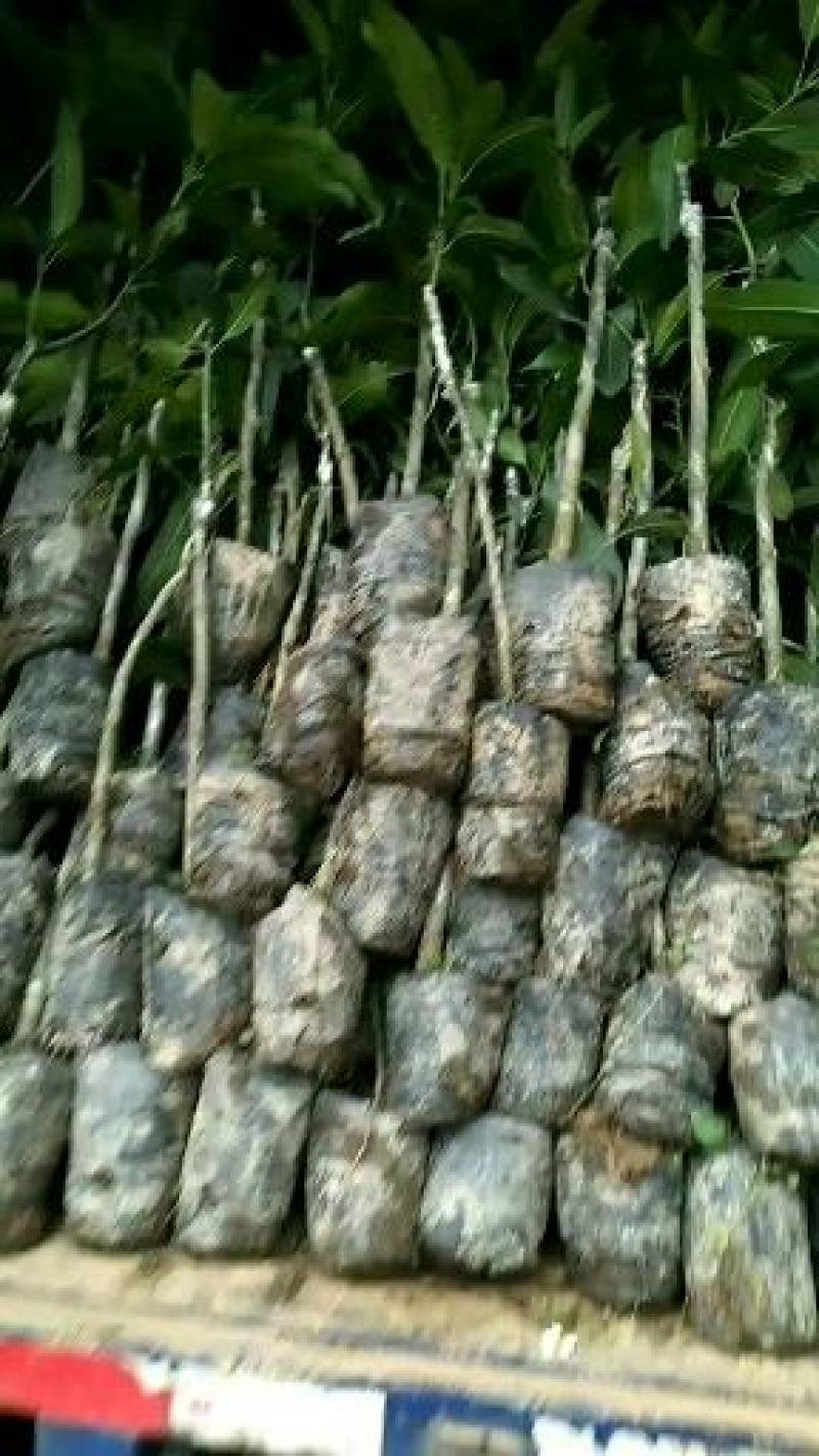 金煌芒(大青芒生吃芒)杯苗地径1公分起高1m以下，