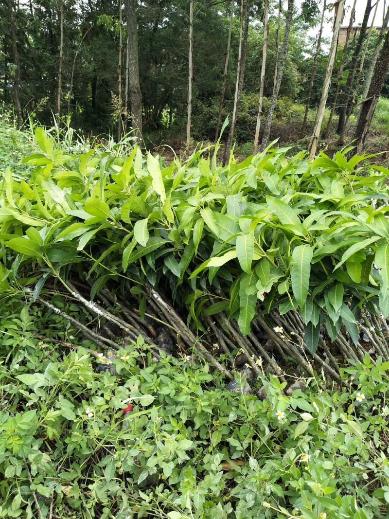 金煌芒(大青芒生吃芒)杯苗地径1公分起高1m以下，