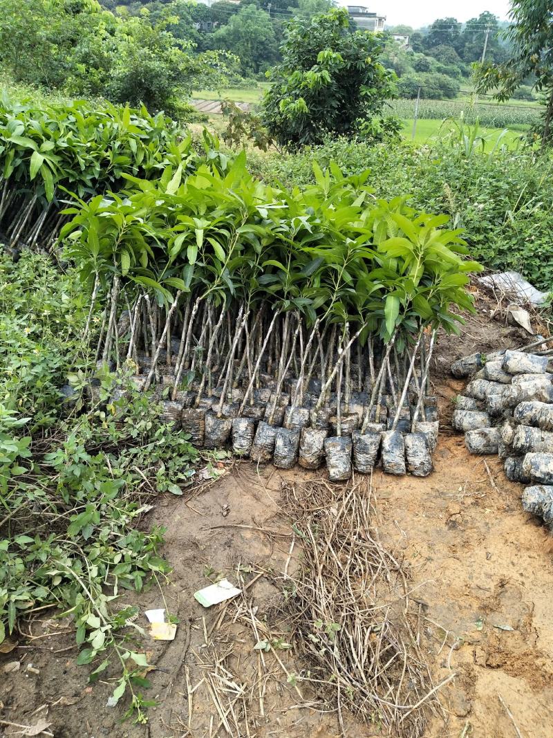 金煌芒(大青芒生吃芒)杯苗地径1公分起高1m以下，