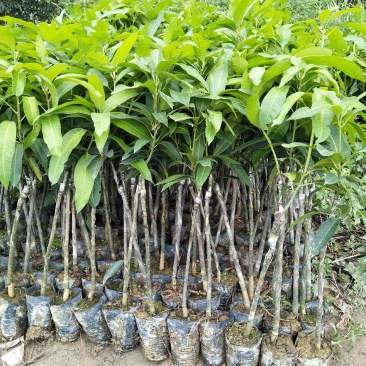 金煌芒(大青芒生吃芒)杯苗地径1公分起高1m以下，