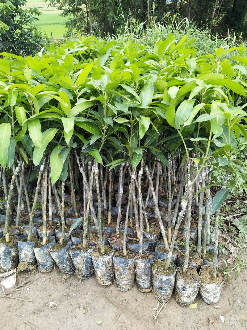 金煌芒(大青芒生吃芒)杯苗地径1公分起高1m以下，