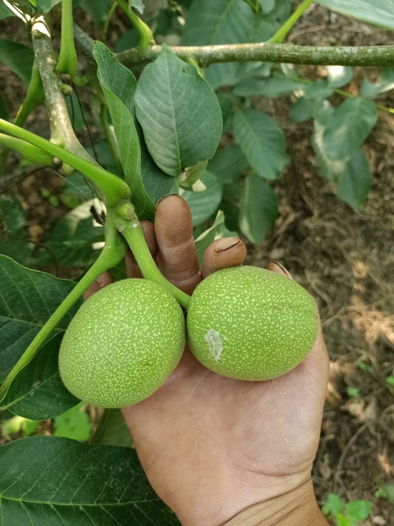 赞皇手摘青皮核桃。有辽核，青香，香玲，礼品。等几大品种。
