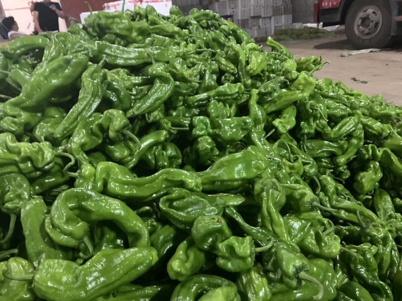 山东芜湖鲜辣椒-薄皮椒产地现货质量保证，一手货源量大从优