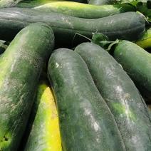 天门蔬果基地冬瓜大量上市，品种多质量好，多购从优欢迎合作
