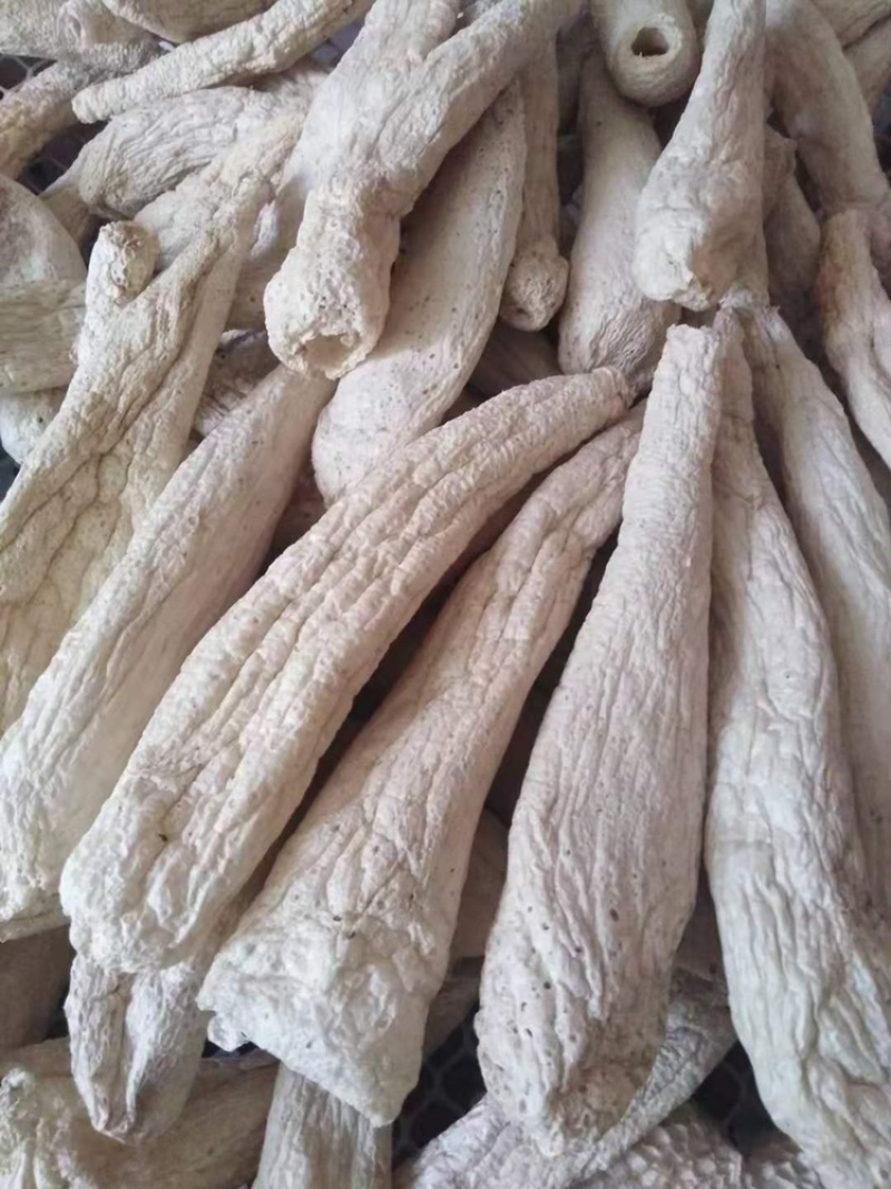 大方冬荪，无裙竹荪（贵州大方县特产菌品）