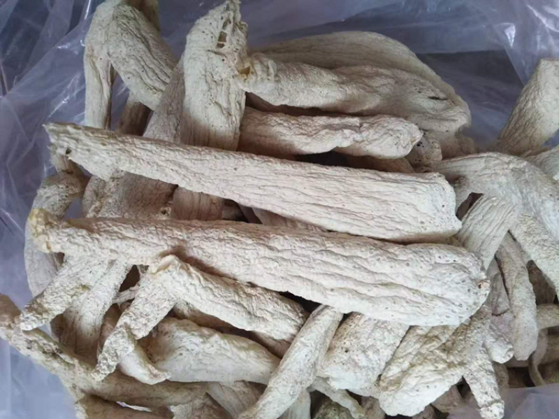 大方冬荪，无裙竹荪（贵州大方县特产菌品）