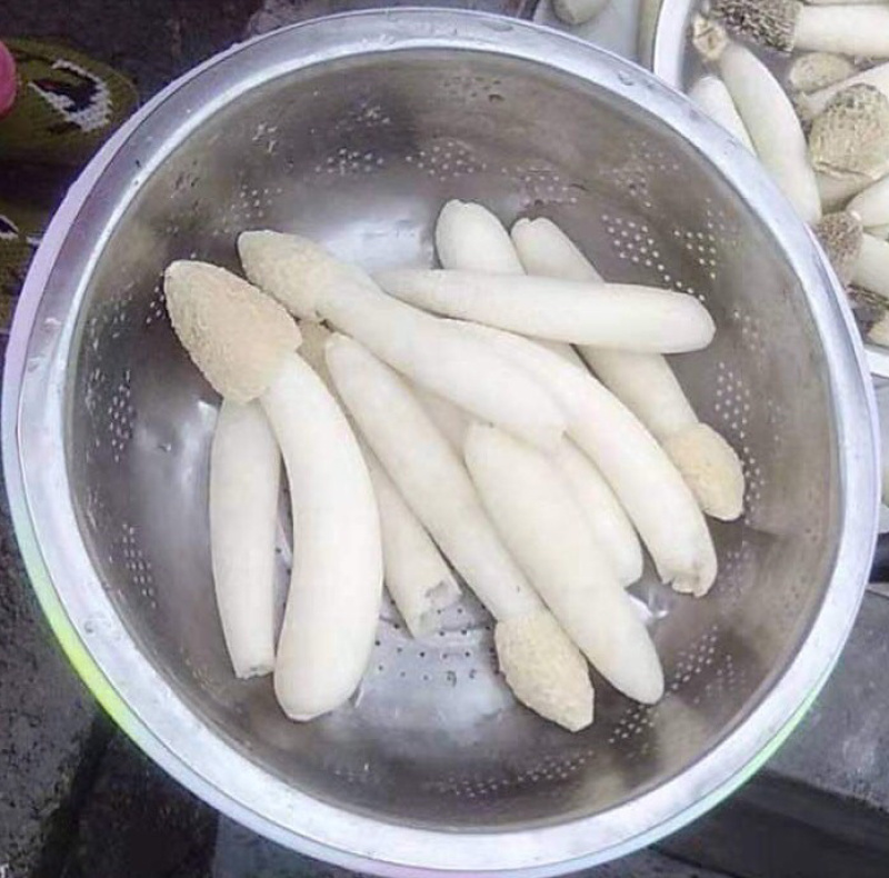 大方冬荪，无裙竹荪（贵州大方县特产菌品）