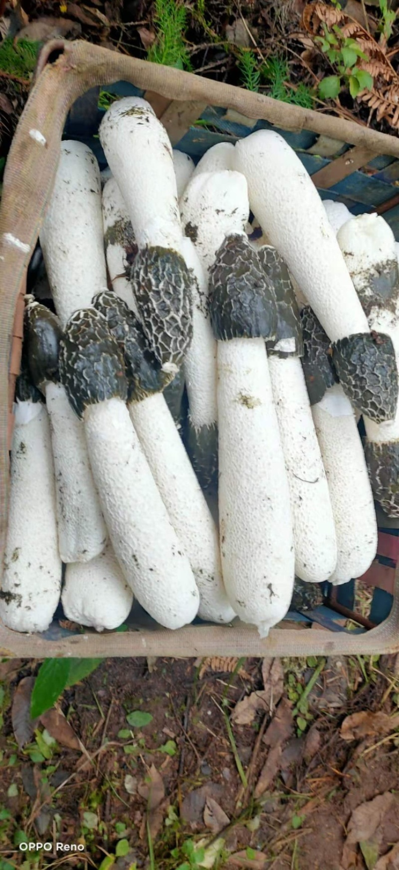 大方冬荪，无裙竹荪（贵州大方县特产菌品）