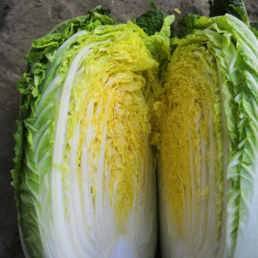 阳春白菜白菜河北白菜产地直销热卖价格实惠实力供应