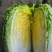 阳春白菜白菜河北白菜产地直销热卖价格实惠实力供应