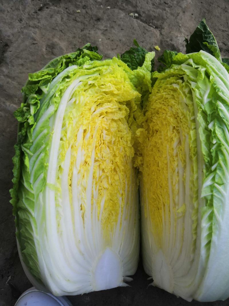 阳春白菜白菜河北白菜产地直销热卖价格实惠实力供应