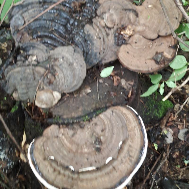 野生树舌灵芝
