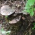 野生树舌灵芝