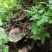 野生树舌灵芝