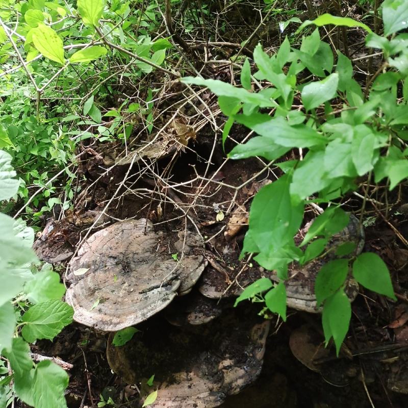 野生树舌灵芝
