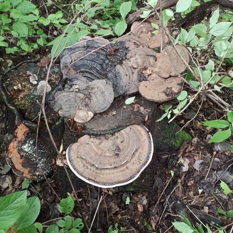 野生树舌灵芝