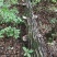 野生树舌灵芝