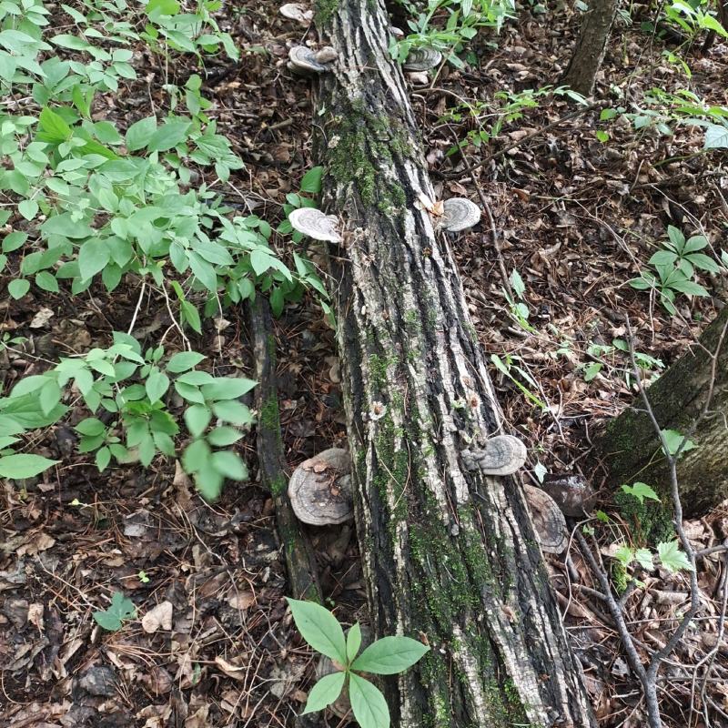 野生树舌灵芝