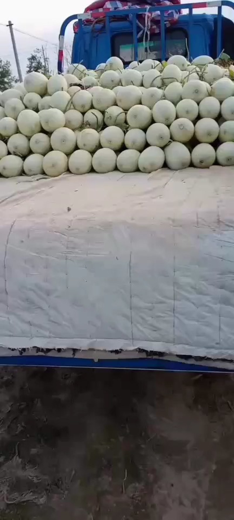 江苏东台农友玉菇甜瓜，超甜、口感好，一手货源，欢迎采购