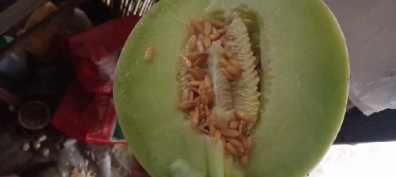 江苏东台农友玉菇甜瓜，超甜、口感好，一手货源，欢迎采购
