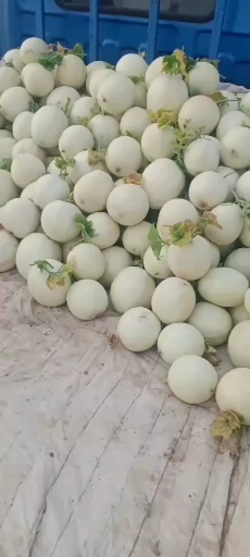 江苏东台农友玉菇甜瓜，超甜、口感好，一手货源，欢迎采购