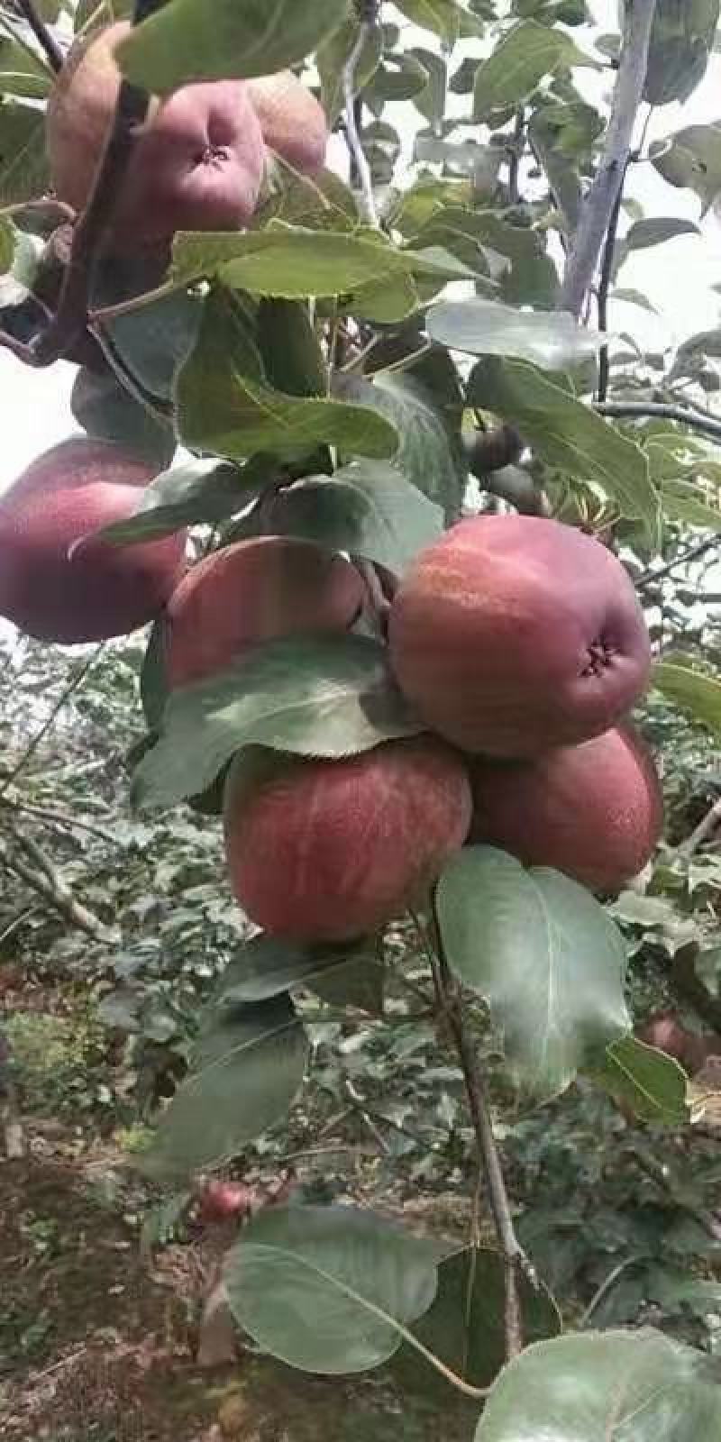 彩虹梨七彩虹梨胎里红梨早酥红梨现货供应欢迎采购