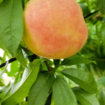 红夏桃